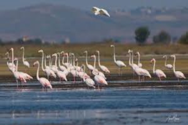 Birds' Census, Klosi: The bird population doubles