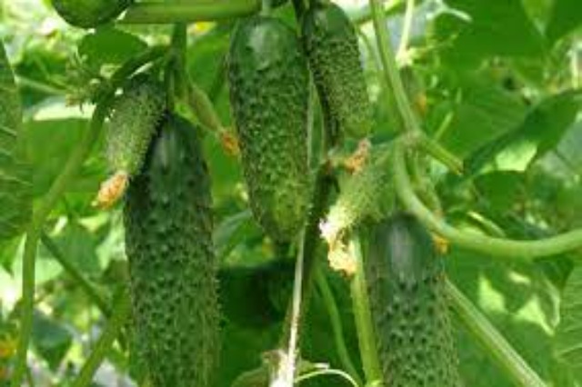 500 farmers in Fier, exclusive contract for export to Austria of Cornishon cucumber